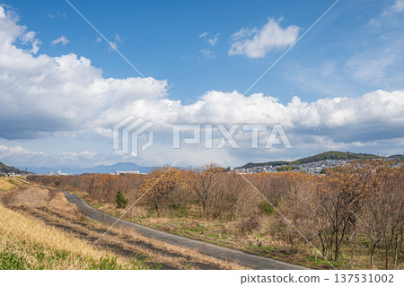 淀川河畔景色,冬季枯萎的森林,大阪府高槻市 淀川河畔景色,冬季枯萎的森林,大阪府高槻市 137531002