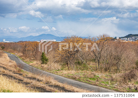淀川河畔景色,冬季枯萎的森林,大阪府高槻市 淀川河畔景色,冬季枯萎的森林,大阪府高槻市 137531004
