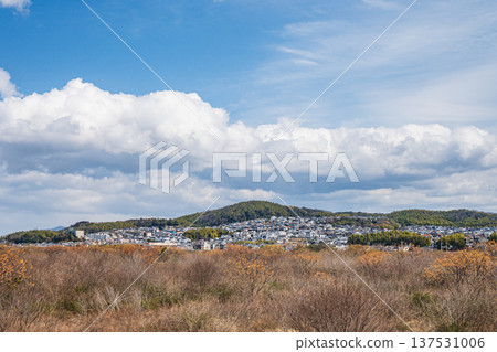 淀川河畔景色,冬季枯萎的森林,大阪府高槻市 淀川河畔景色,冬季枯萎的森林,大阪府高槻市 137531006