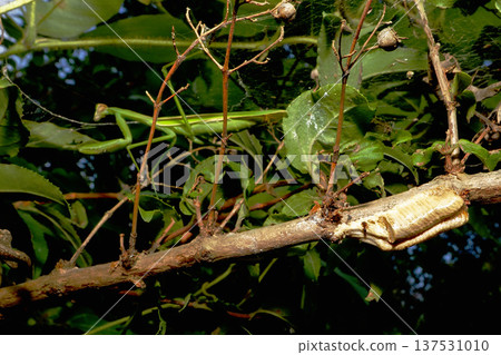 Praying mantis (left) and eggs (right) 137531010