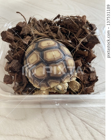 The African spurred tortoise on the day of adoption The African spurred tortoise on the day of adoption 137531189