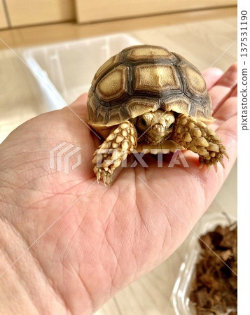 一隻被領養當天靜止不動的盾臂龜 137531190