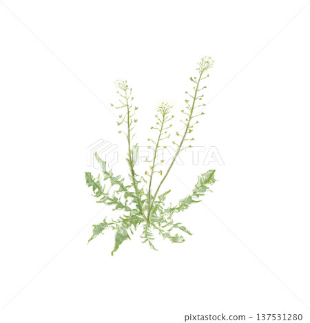 手繪薺菜插圖 137531280