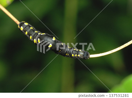 Larva 137531281