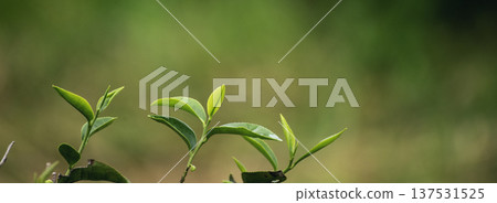 Banner Green tea tree leaves camellia sinensis organic farm sunlight. Panorama Fresh young tender bud herbal farm in morning. Banner Sunlight Green tea tree plant. Wide Green Tea Tree with copy space 137531525