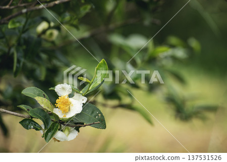 Green tea tree Flower fresh leaves in eco herbal farm. Tree tea plantations in morning sun light. Freshness herbal natural garden farmland. Drinking organic relax. Green tea tree in farm Green tea tree Flower fresh leaves in eco herbal farm. Tree tea plantations in morning sun light. Freshness herbal natural garden farmland. Drinking organic relax. Green tea tree in farm 137531526