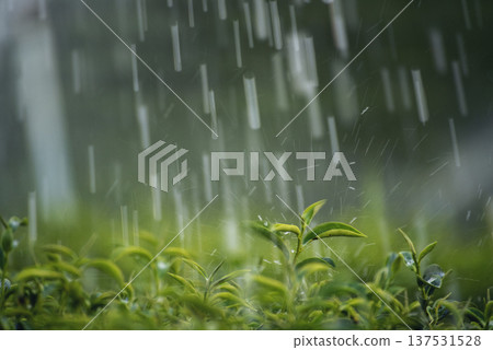 Green tea tree field Garden water hose landscape. Organic farm tender bud herbal Green tea tree in camellia sinensis watering. Close up Fresh Tree tea plantation mountain green nature in herbal farm 137531528