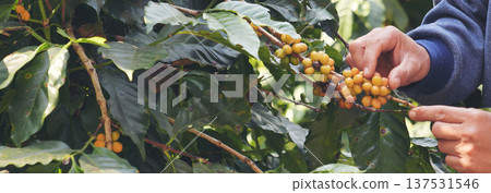 Banner Man Hands harvest Yellow Bourbon coffee bean ripe berries plant fresh seed coffee tree growth in green eco organic farm. Close up man hands harvest yellow bean robusta arabica with copy space Banner Man Hands harvest Yellow Bourbon coffee bean ripe berries plant fresh seed coffee tree growth in green eco organic farm. Close up man hands harvest yellow bean robusta arabica with copy space 137531546