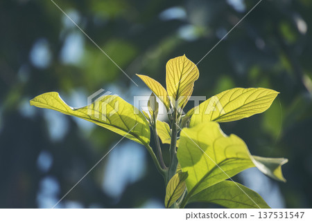 Avocado tree green plant healthy fruit farm. Smart farmer growing plant in eco green farm sustainable quality control. Avocado fruit Farm planting in eco Farmland biotechnology. Fruit organic farm Avocado tree green plant healthy fruit farm. Smart farmer growing plant in eco green farm sustainable quality control. Avocado fruit Farm planting in eco Farmland biotechnology. Fruit organic farm 137531547