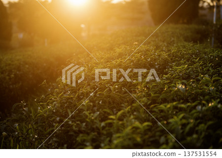 Green tea tree leaves field Fresh young tender bud herbal in farm on summer morning. Sunlight Green tea tree plant camellia sinensis in organic farm. Close up Tree tea plant green nature in morning Green tea tree leaves field Fresh young tender bud herbal in farm on summer morning. Sunlight Green tea tree plant camellia sinensis in organic farm. Close up Tree tea plant green nature in morning 137531554