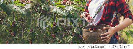 Banner coffee plant farm woman Hands harvest raw coffee beans. panoramaRipe Red berries plant fresh seed coffee tree growth in green farm. Hands harvest red bean seed robusta arabica with copy space. 137531555