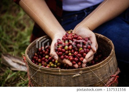 Close up hands harvest red seed in basket robusta arabica plant farm. Coffee plant farm woman Hands harvest raw coffee beans. Ripe Red berries plant fresh seed coffee tree growth in green eco farm 137531556