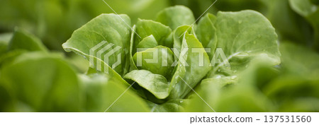 Banner fresh organic hydroponic vegetable plantation produce green salad hydroponic farm. Panorama Green oak lettuce salad in Organic Farm. Salad farm vegetable green oak lettuce with copy space Banner fresh organic hydroponic vegetable plantation produce green salad hydroponic farm. Panorama Green oak lettuce salad in Organic Farm. Salad farm vegetable green oak lettuce with copy space 137531560