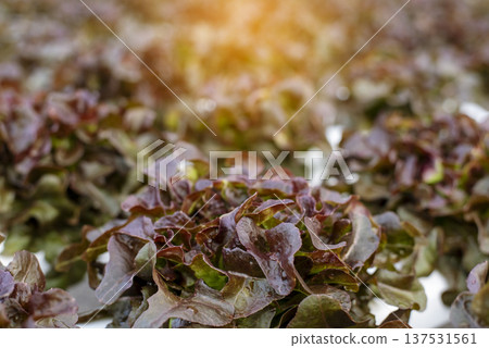 Salad farm vegetable red oak lettuce. Close up fresh organic hydroponic vegetable plantation produce red green salad hydroponic cultivate farm. Red oak lettuce salad in green Organic plantation Farm. 137531561
