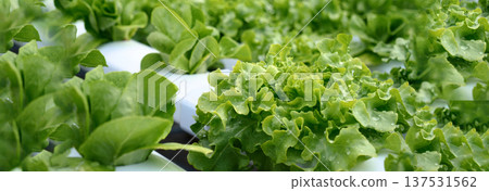 Banner fresh organic hydroponic vegetable plantation produce green salad hydroponic farm. Panorama Green oak lettuce salad in Organic Farm. Salad farm vegetable green oak lettuce with copy space 137531562