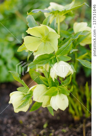 Rare Lemon Green Hellebore Flowers Blooming in Early Spring Outdoor Garden 137531646