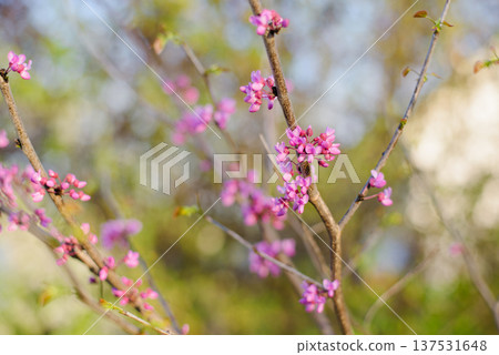 Delicate Pink Redbud Flowers in Sunny Garden Delicate Pink Redbud Flowers in Sunny Garden 137531648