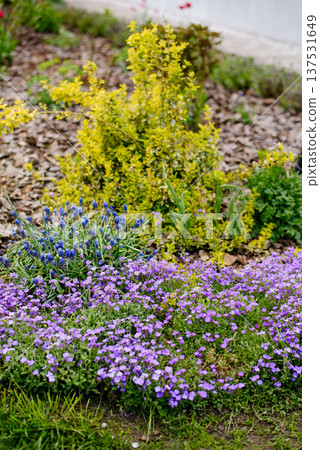 Purple Aubrieta Flowers and Blue Muscari in Springtime Backyard 137531649