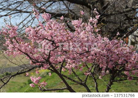 早春公園裡盛開的粉紅河津櫻花 137531766