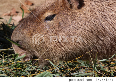水豚進食(在動物園) 水豚進食(在動物園) 137531875