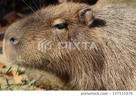 水豚進食（在動物園） 137531876