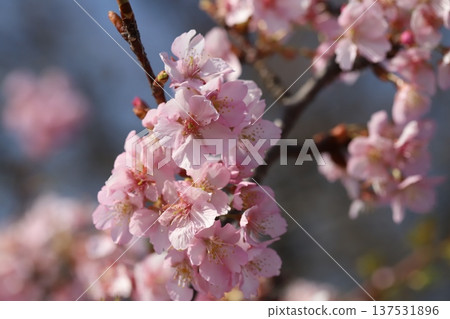 Pink Kawazuzakura flowers blooming in the park in early spring 137531896