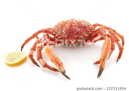red spider crabs 137531934