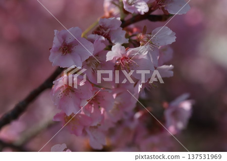早春公園裡盛開的粉紅河津櫻花 早春公園裡盛開的粉紅河津櫻花 137531969