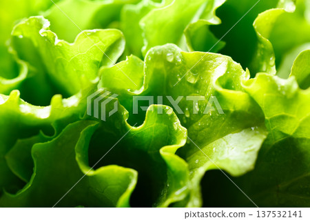 Macro view of fresh curly lettuce greens used in salad preparation 137532141