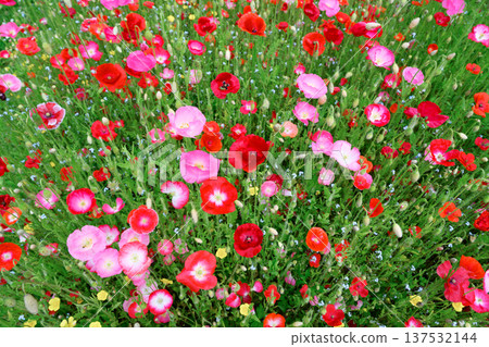 Mixed red and pastel pink poppy flowers covering grassy field 137532144