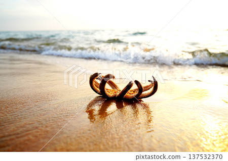 Starfish Nine-Armed Sea Star washed up on ocean shore. 9 armed Starfish on beach on sunset Starfish Nine-Armed Sea Star washed up on ocean shore. 9 armed Starfish on beach on sunset 137532370