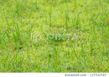 Weed control in lawns including prevention, early detection, and targeted removal. Weed control in lawns including prevention, early detection, and targeted removal. 137532587