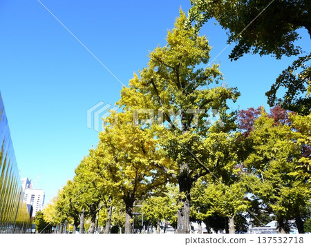Autumnal roadside trees 137532718