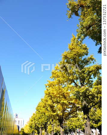 銀杏在Yamashita公園排行了樹 銀杏在Yamashita公園排行了樹 137532721