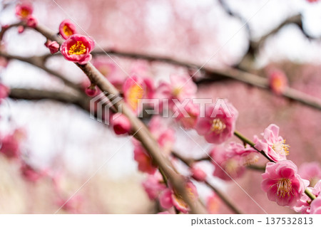 梅花告訴春天的到來 梅花告訴春天的到來 137532813