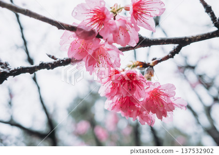 櫻花 櫻 緋寒櫻 Pink Taiwan cherry 桜 さくら カンヒザクラ 櫻花 櫻 緋寒櫻 Pink Taiwan cherry 桜 さくら カンヒザクラ 137532902