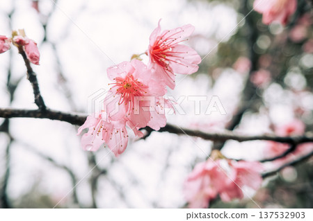 Sakura Sakura Pink Taiwan cherry 桜 さくら カンヒザクラ Sakura Sakura Pink Taiwan cherry 桜 さくら カンヒザクラ 137532903