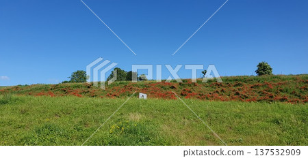 Phone photo of roadside hills covered with red poppy flowers. Bright spring landscape showing wildflowers, nature, and seasonal color outdoors. Phone photo of roadside hills covered with red poppy flowers. Bright spring landscape showing wildflowers, nature, and seasonal color outdoors. 137532909