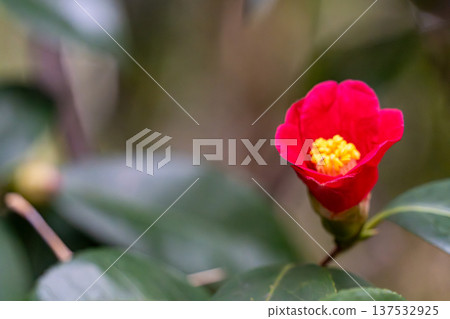 Red camellia Red camellia 137532925
