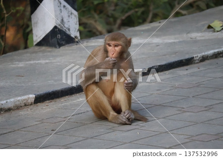 Close-up view of wild monkeys feeding on the road in Lumbini, Nepal 137532996