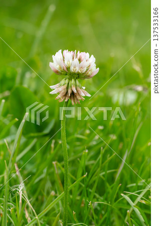 Close view of the blooming clover on the summer day. Close view of the blooming clover on the summer day. 137533166