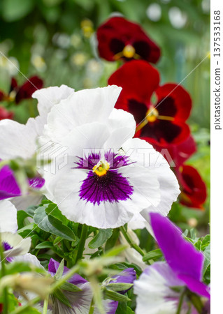 Garden white viola flower on the garden bed. Garden white viola flower on the garden bed. 137533168