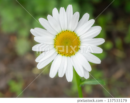 Bud of chamomile flower with the blurred background 137533179