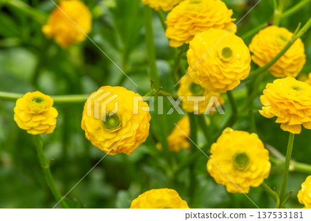 Persian buttercup or Ranunculus asiaticus with yellow flowers. Persian buttercup or Ranunculus asiaticus with yellow flowers. 137533181