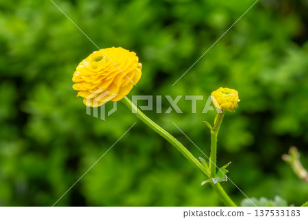 Persian buttercup or Ranunculus asiaticus with yellow flowers. 137533183