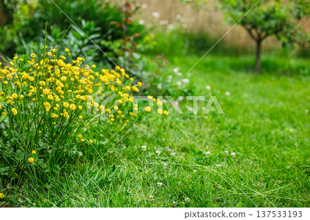 Buttercups and green grass in the garden. 137533193