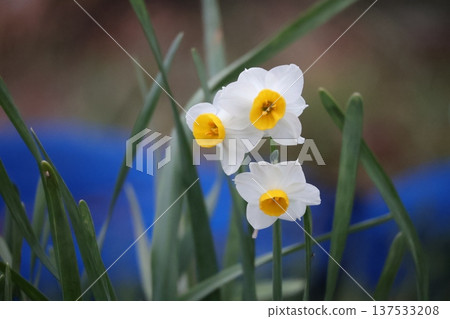 特寫鏡頭下的白色水仙花 特寫鏡頭下的白色水仙花 137533208