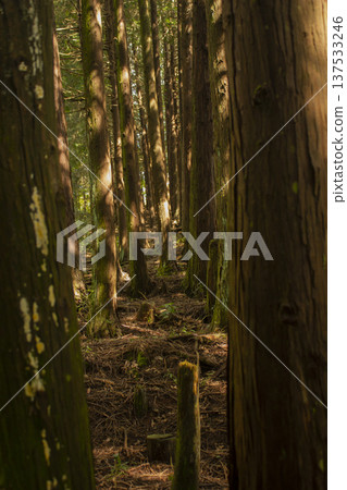 It is a forest with many oak tree trunks. It is a forest with many oak tree trunks. 137533246