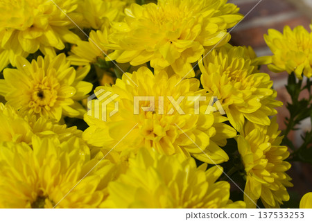Close-up of a yellow chrysanthemum flower. 137533253