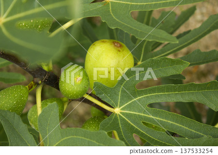 It is a fig tree with fruit. 137533254